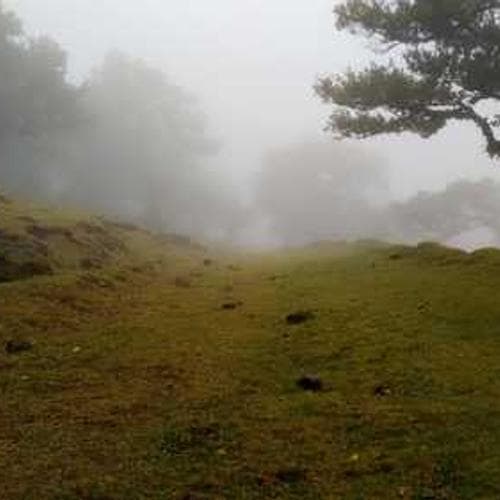 Hyderabadi Chicken Biryani